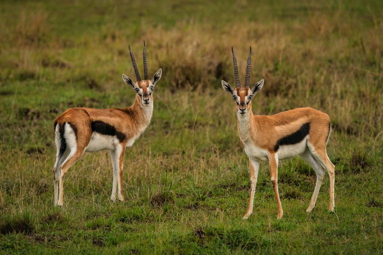 103 Masai Mara, thomsongazelles.jpg